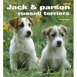 Jack et Parson russell terrier