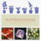 Les plantes bulbeuses