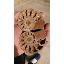 Ammonites polies maroc AMP1 196 grammes 88mmx73mm