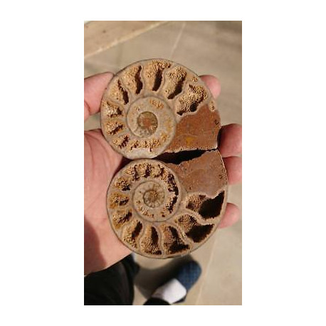 Ammonites polies maroc AMP1 196 grammes 88mmx73mm