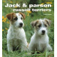 Jack et Parson russell terrier