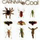 Fear Not [Import] [CD] Carnival in Coal