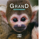 Devenir Grand - Petit Singe