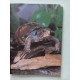 Tortues grenouilles salamandres et tritons : élevage et reproduction