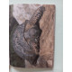 Tortues grenouilles salamandres et tritons : élevage et reproduction