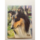 Les chiens kaleidoscope